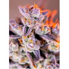Семена конопли Tropicanna Poison XL Auto Автофеминизированные Sweet  seeds