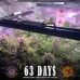 Семена конопли Gorilla Glue Auto Автофеминизированные Barney's farm